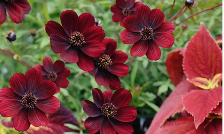 rarest flowers