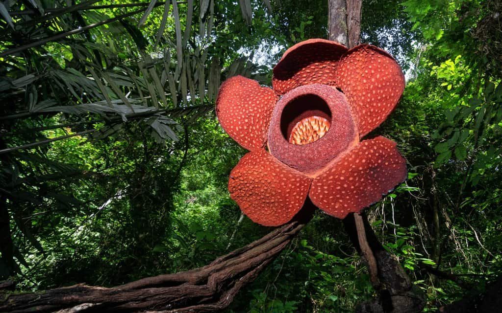 rare flower