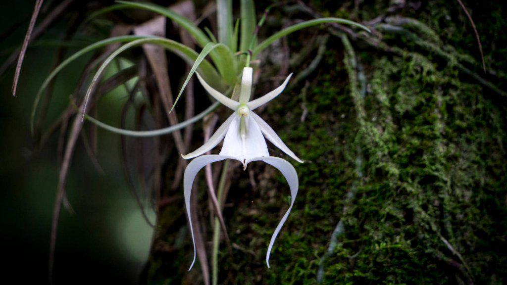 rarest flowers