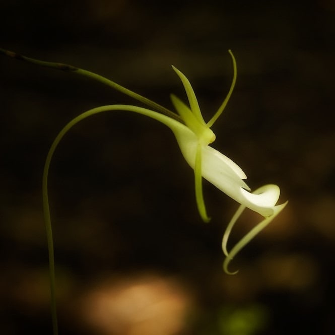 world's rarest flowers