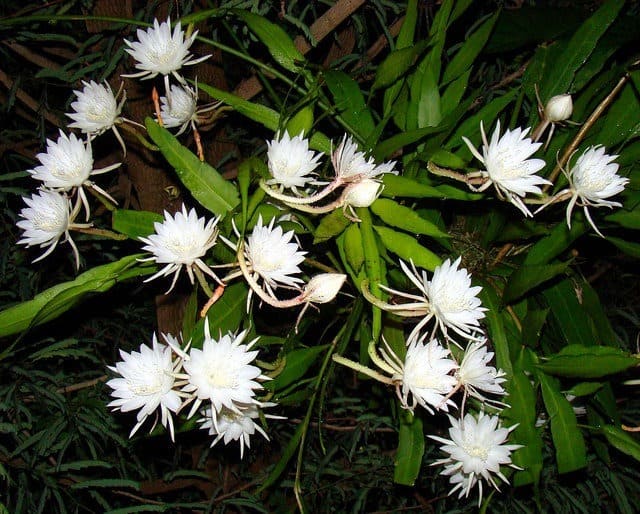rarest flowers