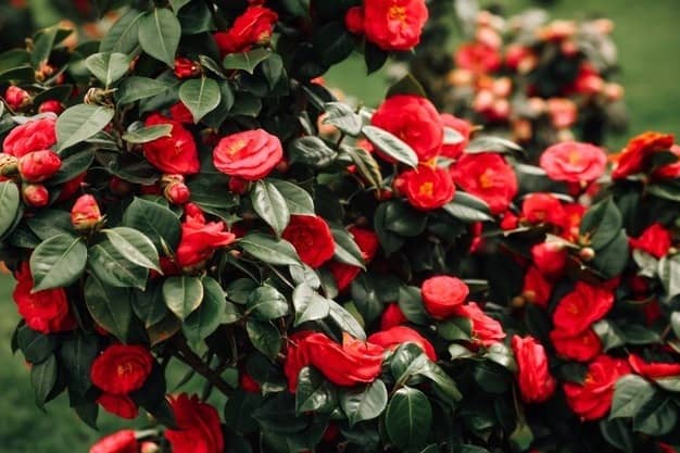 rare flower