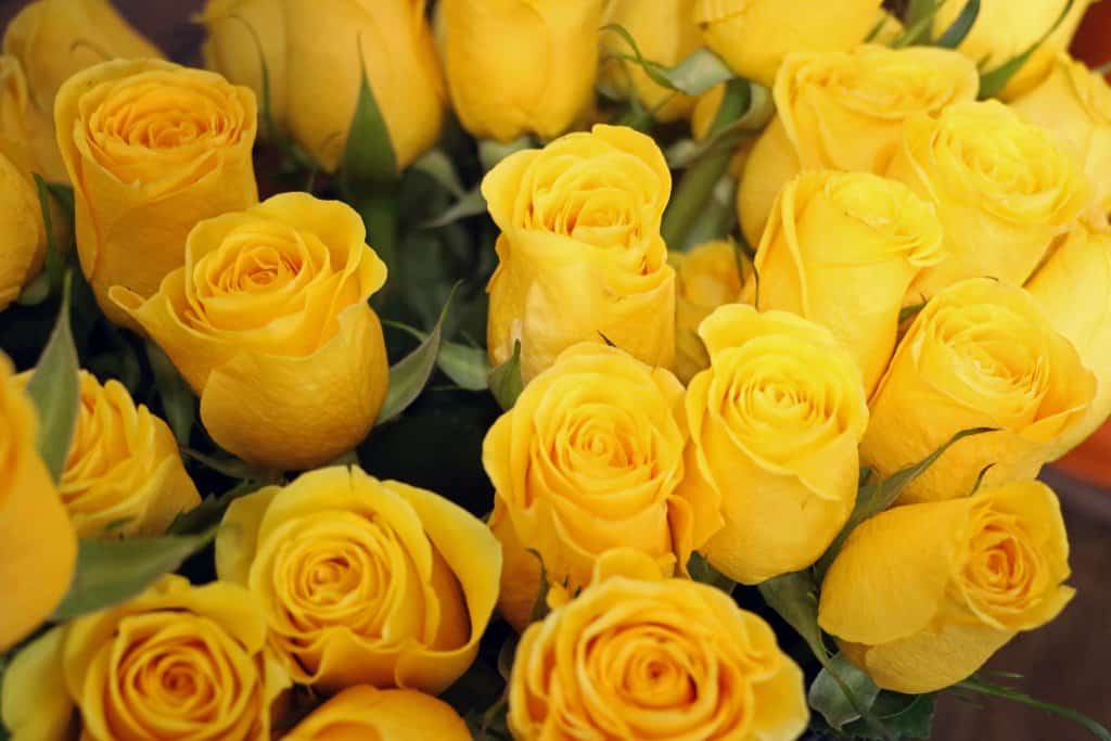 yellow rose bouquet