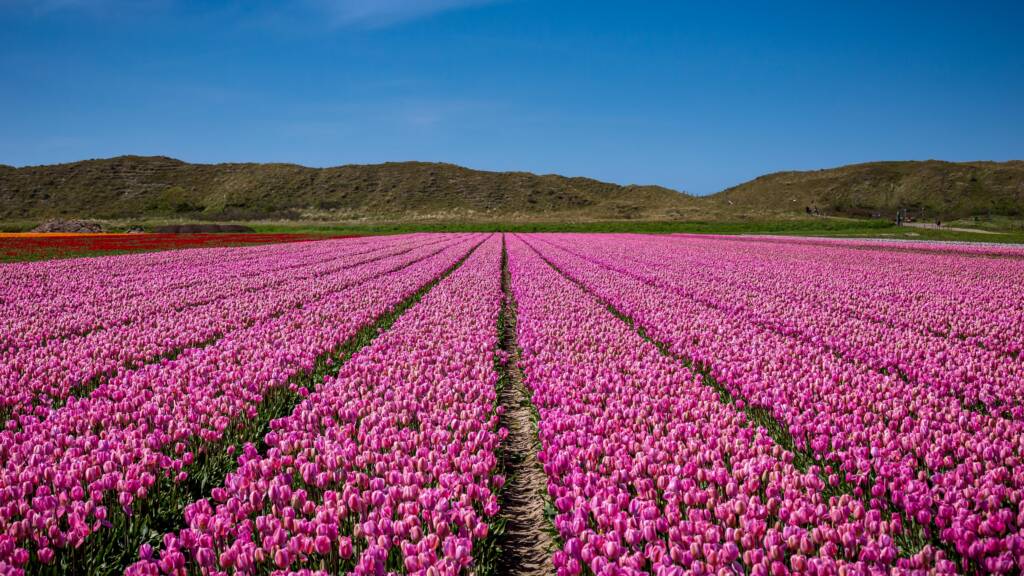 tulip flowers, tulip plant