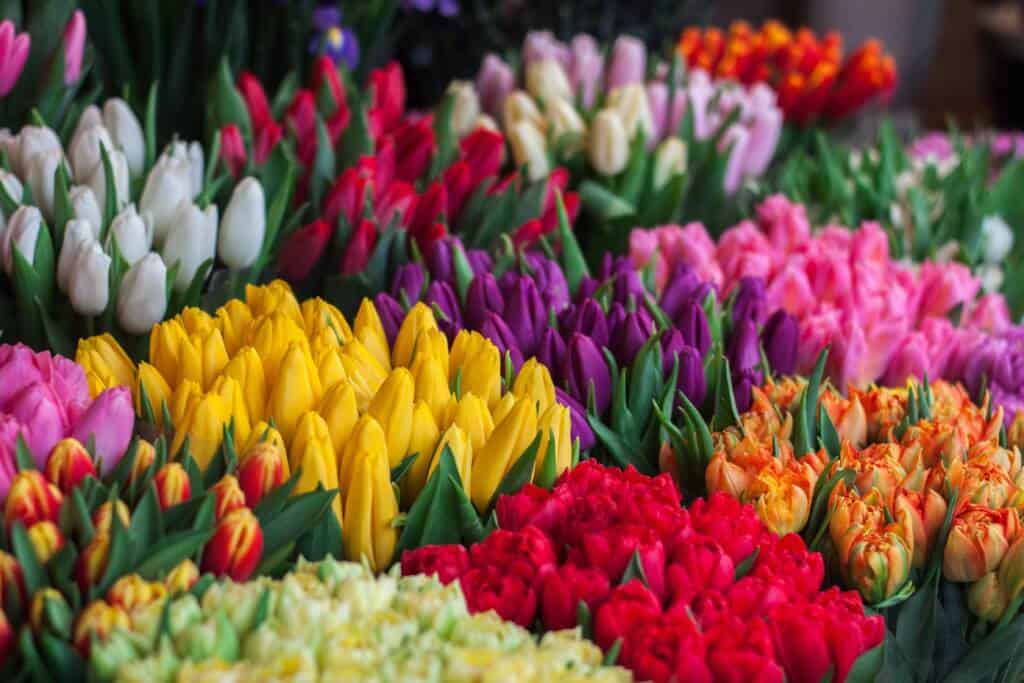 tulip flowers, tulip plant