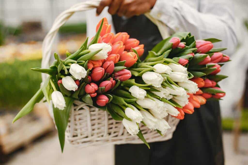 tulip flowers