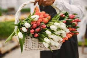 tulip flowers