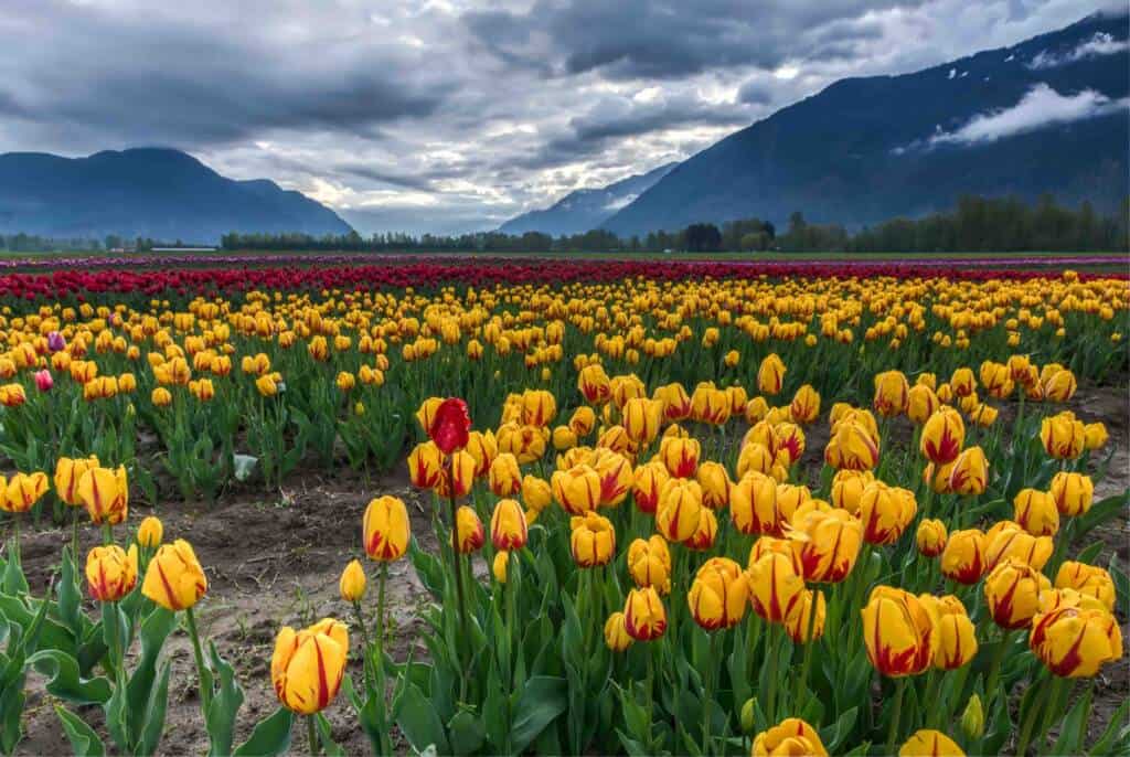 tulip flowers, tulip plant