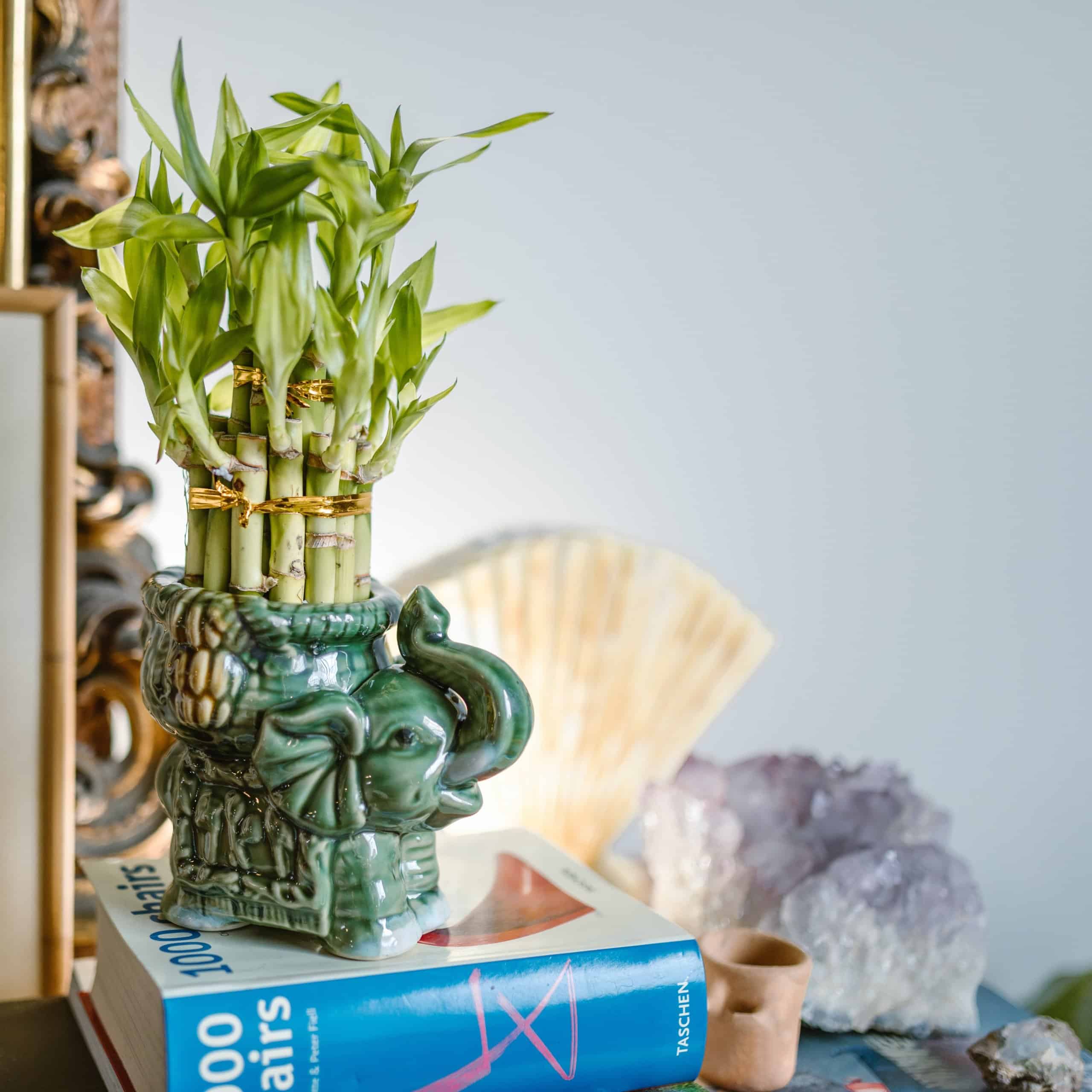 flowers and feng shui