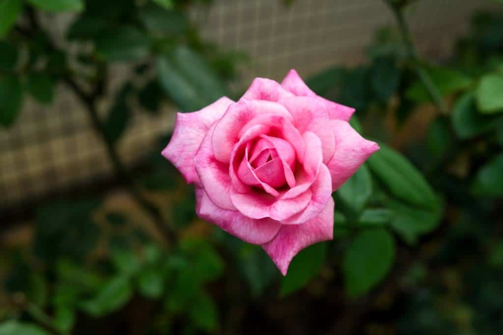 fresh rose in Klang Valley