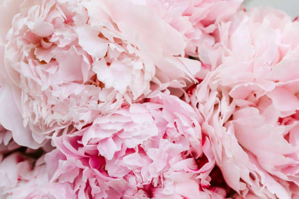 Peonies