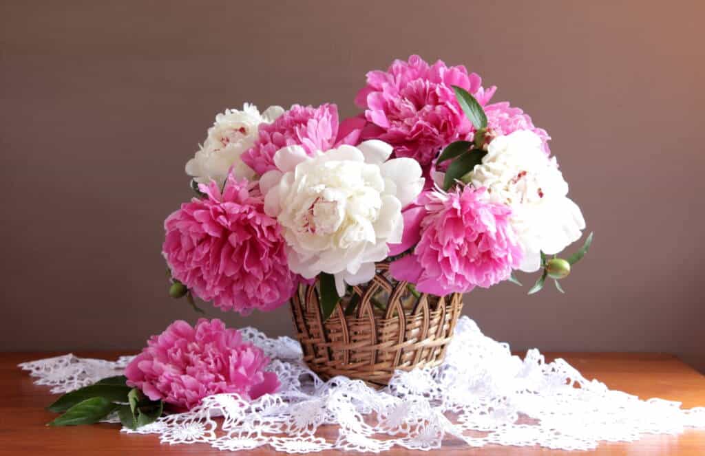 Peonies, peony flower