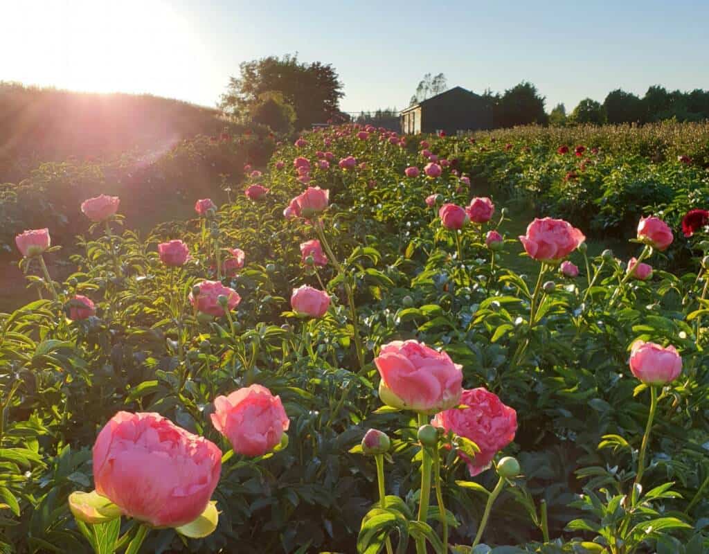 Peonies