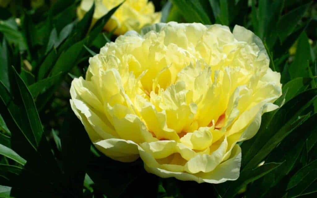 Peonies